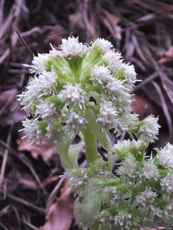 Piante primaverili Petasites albus